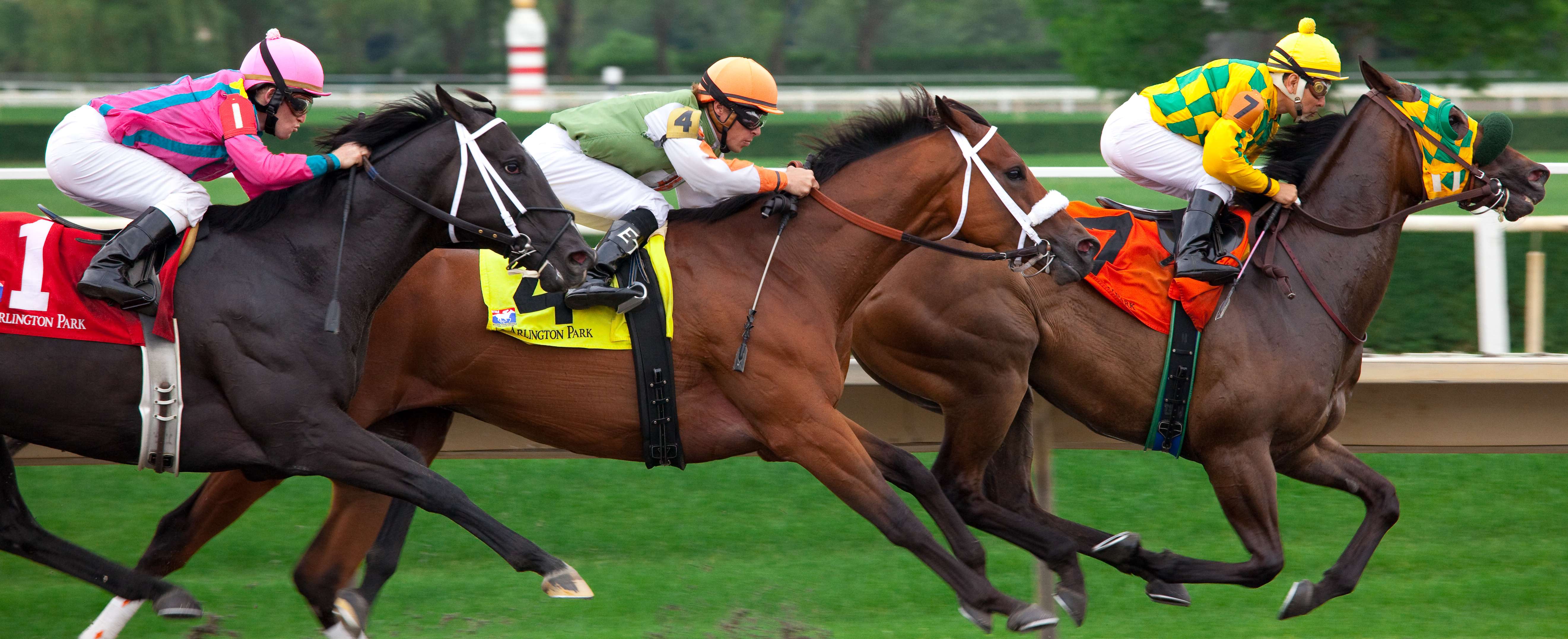 Paardenraces in Nederland een gids voor beginners